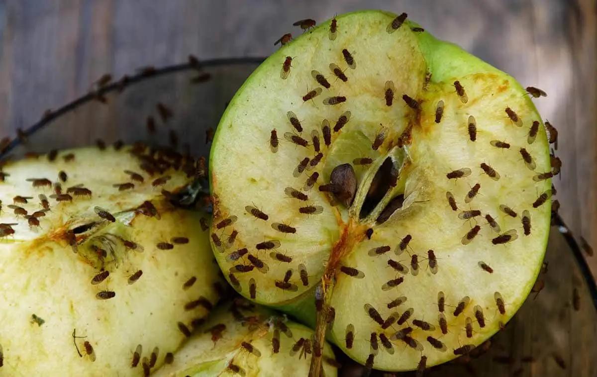 How-to-Control-Fruit-Flies-Feature