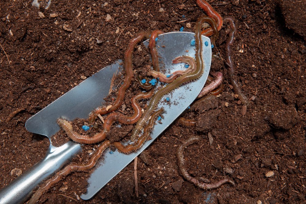 Importance of Worms in a Compost bin