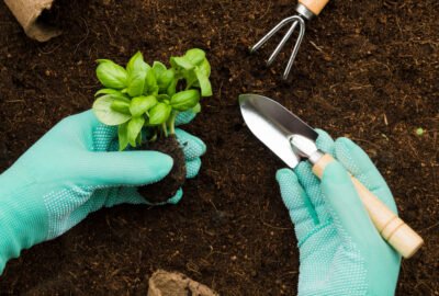 native-plants