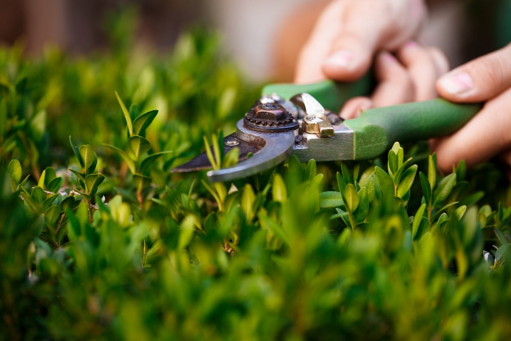 art-of-pruning