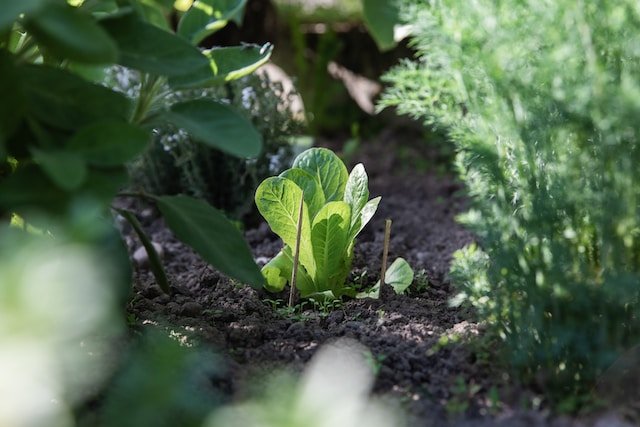 Plants-You-Can-Grow-from-Kitchen-Scraps