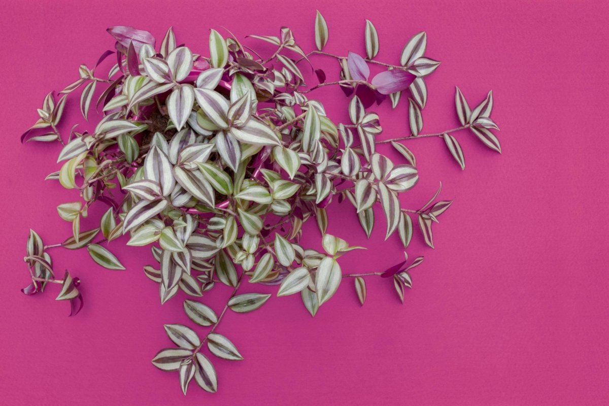 Wandering jew plant