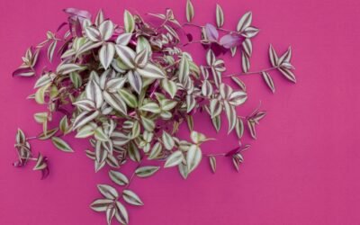 Wandering jew plant