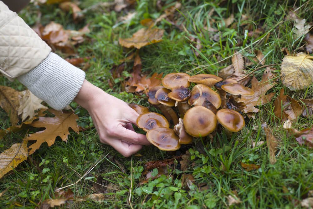 mushroom composting