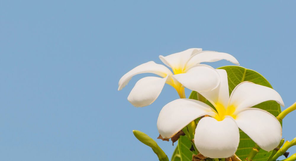 Plumeria plants