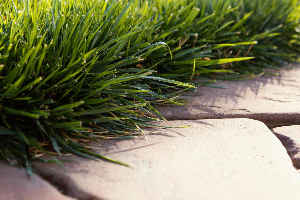 bermuda grass for lawns