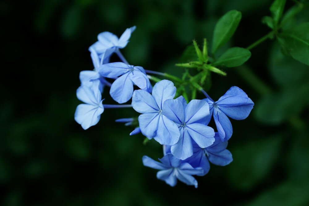 blue flowers