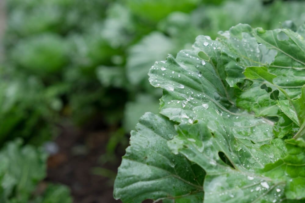 types of kale plants